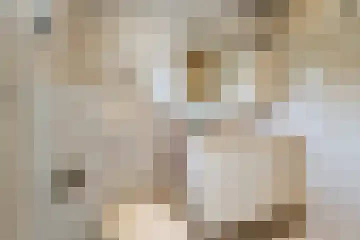 Jonkerlaantje 10 Edam thumbnail 12