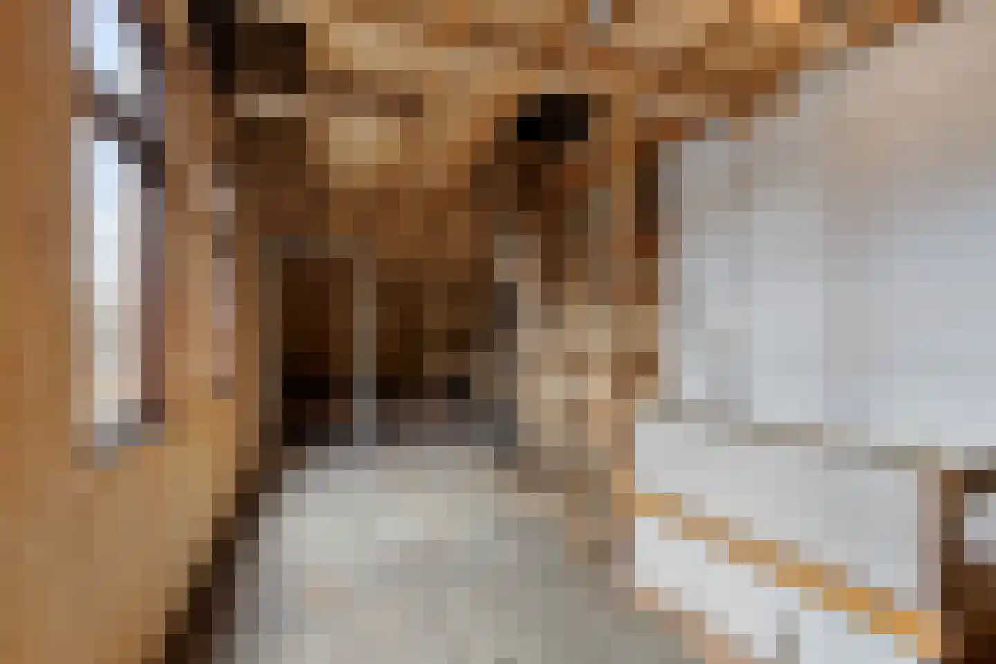 Jonkersfinne 4 Workum thumbnail 20