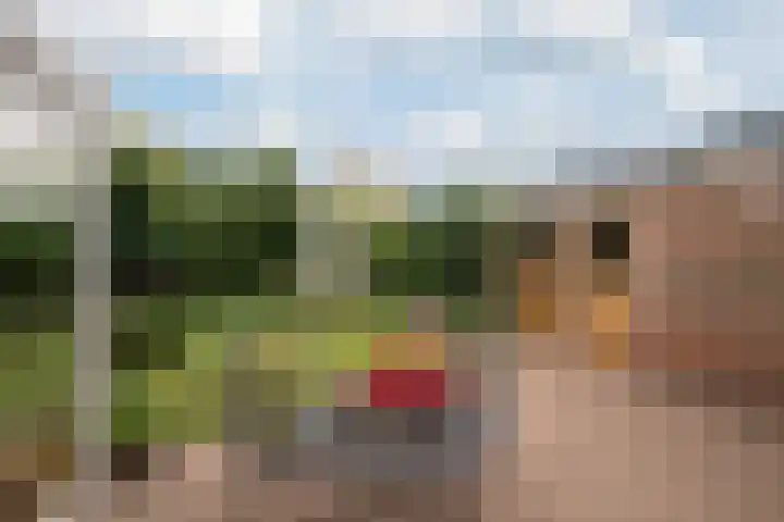Jonkershof 3 Emmen thumbnail 41