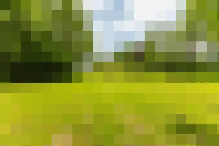 Jonkerslandreed 5 Oudehorne thumbnail 26