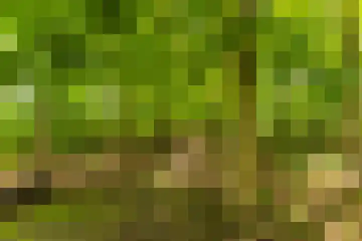 Jonkerslandreed 5 Oudehorne thumbnail 31
