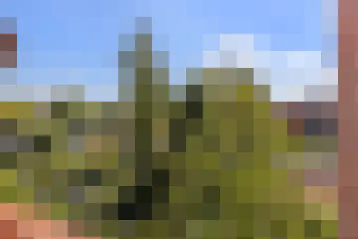 Jonkerveld 415 Uden foto 2