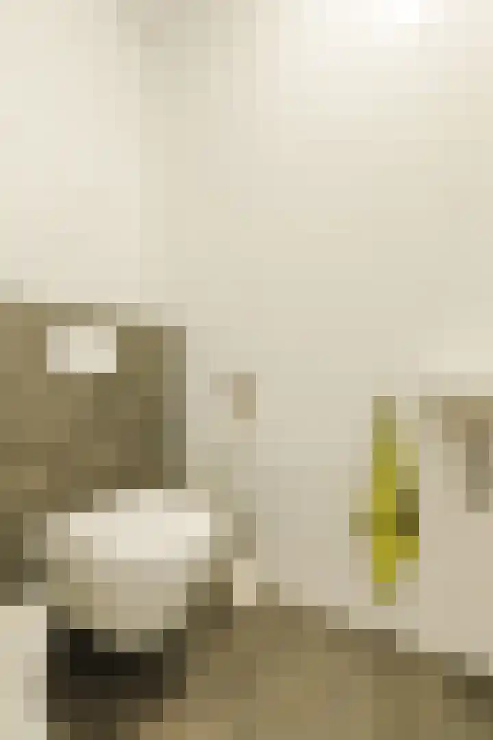 Jonkheer 11 Geldrop thumbnail 14