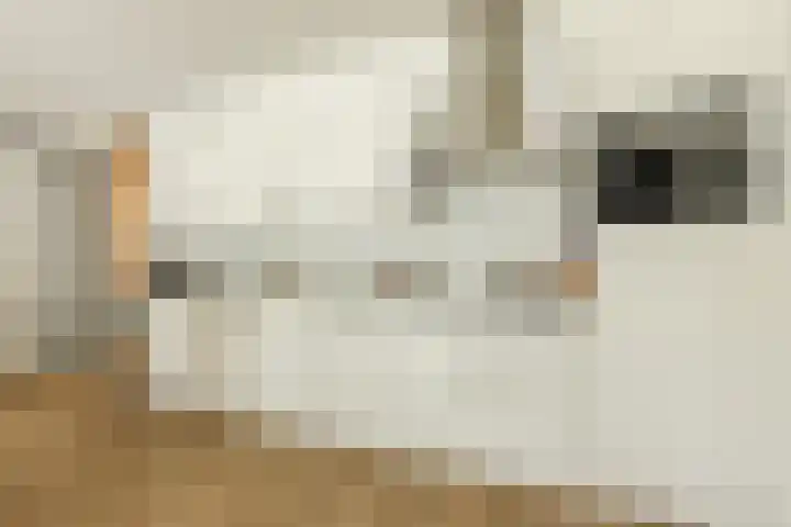 Jonkheer 11 Geldrop thumbnail 7