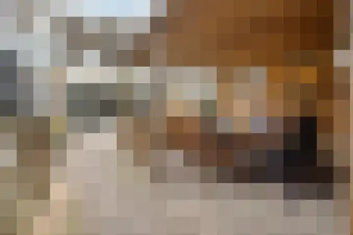 Jonkhof 24 's-Hertogenbosch thumbnail 25