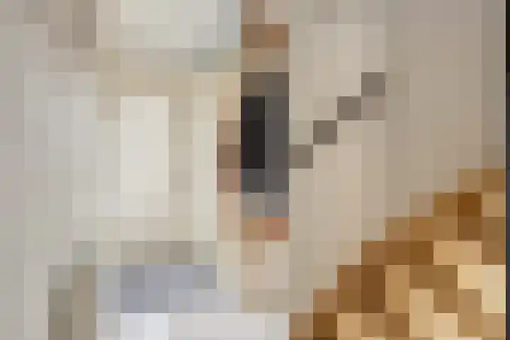 Jonkhof 24 's-Hertogenbosch thumbnail 5