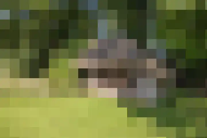 Jonkmansweg 1 Deurningen thumbnail 58