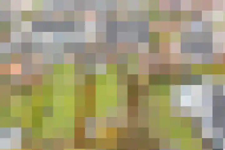 Joop Schweitzerstrjitte 6 Elahuizen thumbnail 27