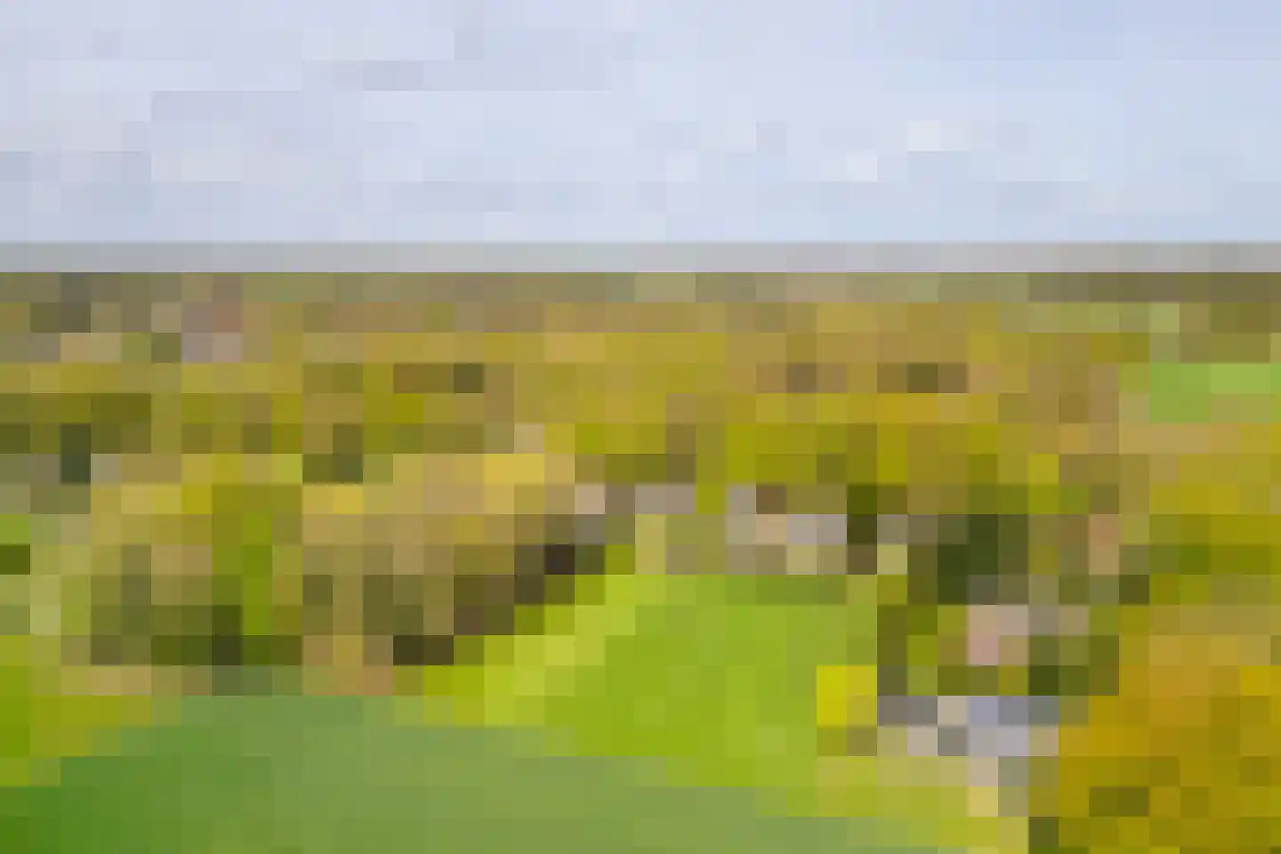 Joppelaan 64 Gorssel thumbnail 31
