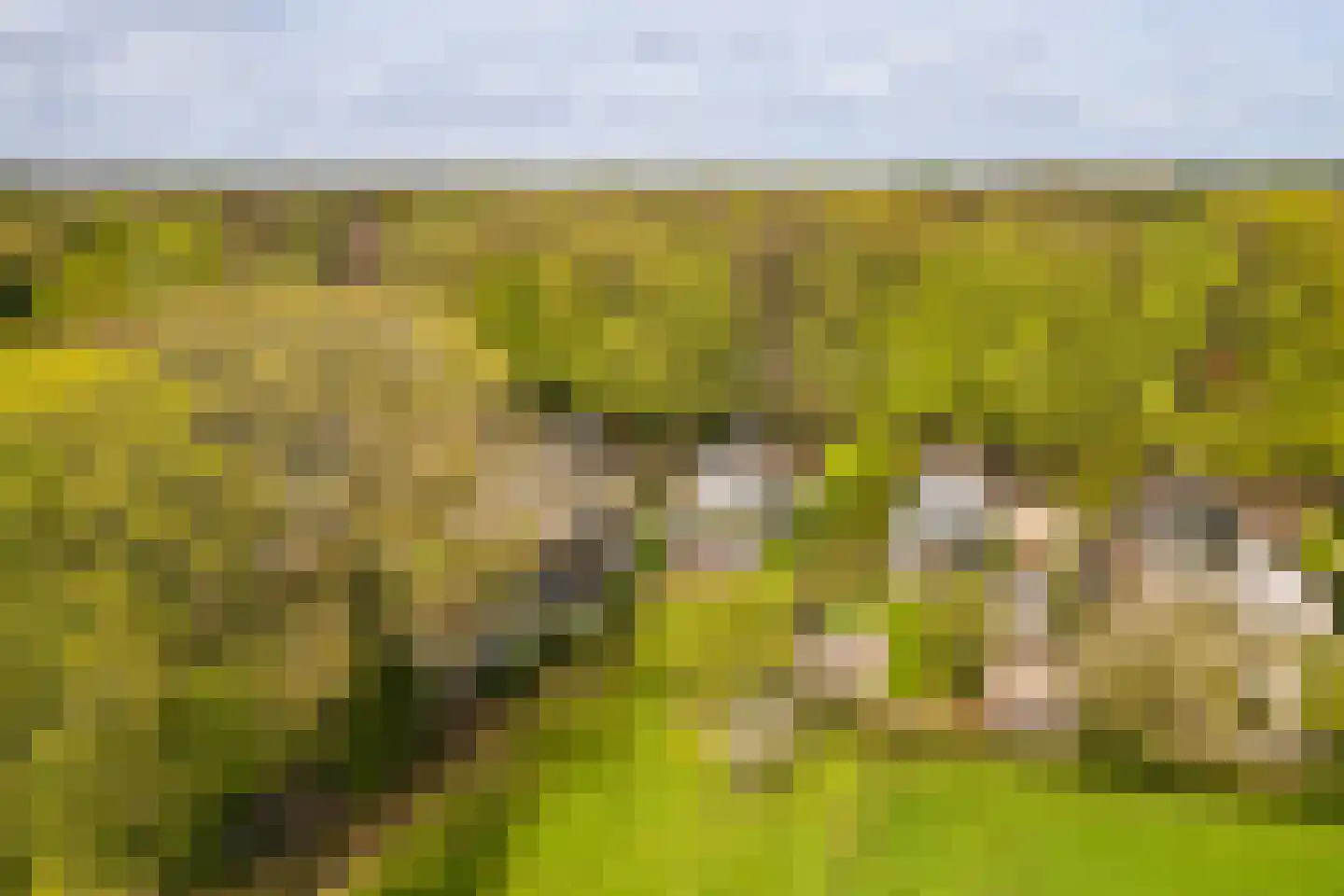 Joppelaan 64 Gorssel thumbnail 32
