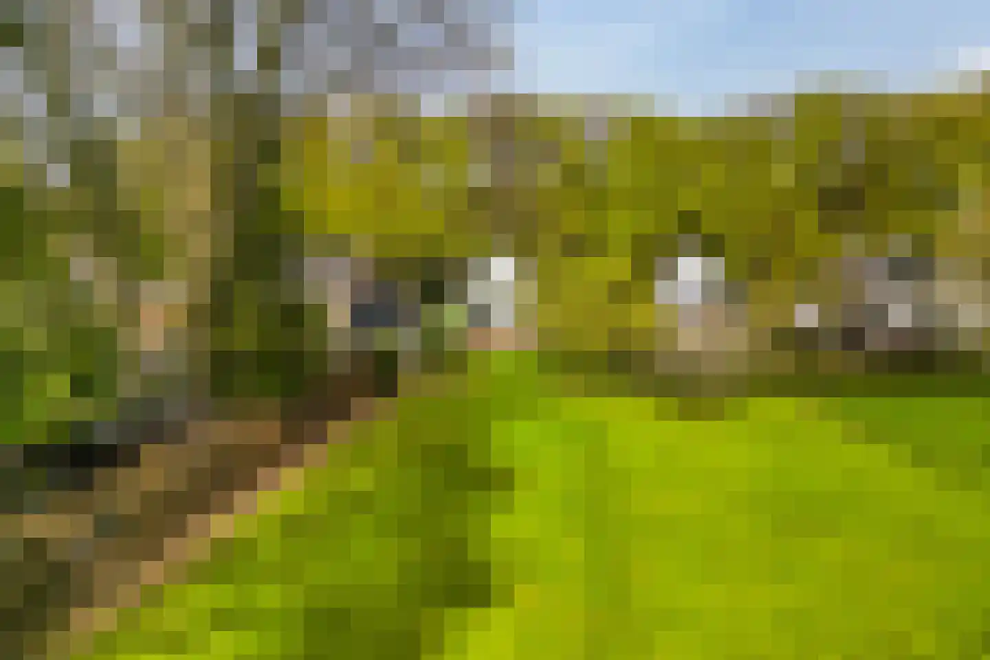 Joppelaan 64 Gorssel thumbnail 48