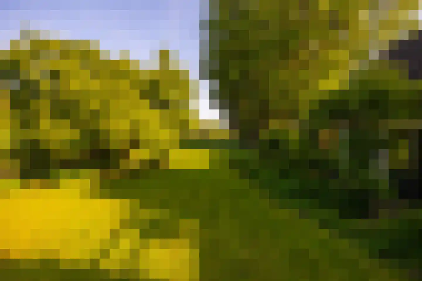 Joppelaan 64 Gorssel thumbnail 53