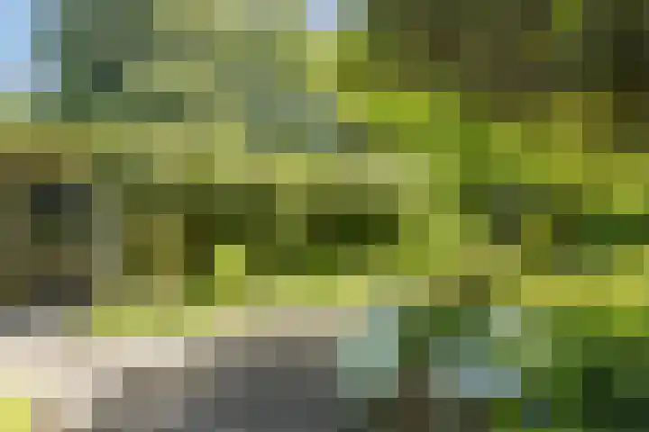 Joppelaan 98 Joppe thumbnail 66