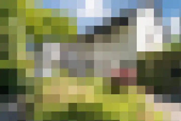 Joppelaan 98 Joppe thumbnail 67