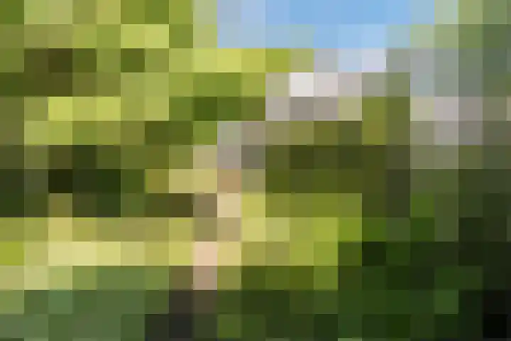 Joppelaan 98 Joppe thumbnail 69