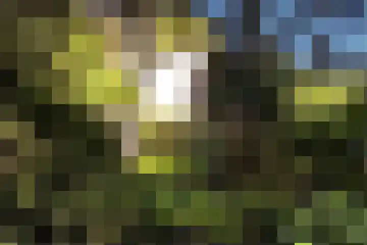 Joppelaan 98 Joppe thumbnail 70