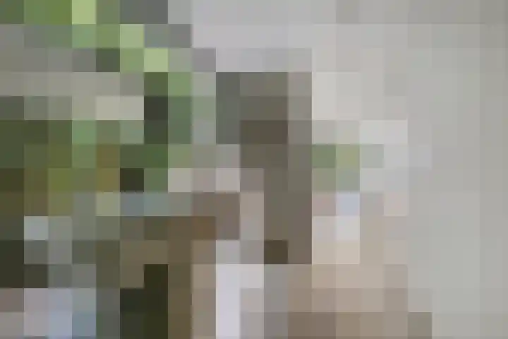Joseph Bech-Nes 14 Bergen (NH) thumbnail 27