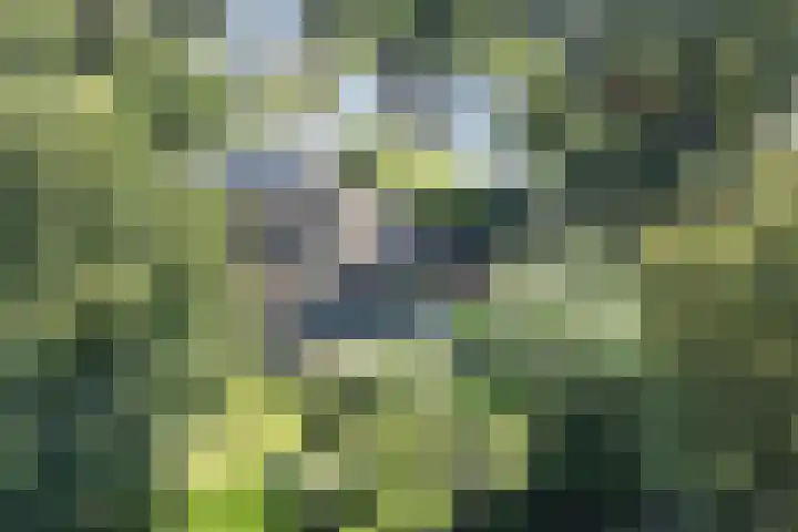 Joseph Bech-Nes 14 Bergen (NH) thumbnail 51