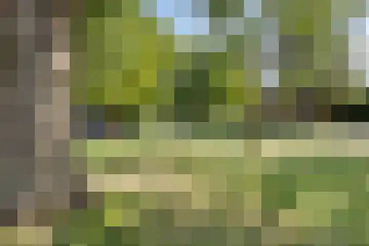 Joseph Bech-Nes 14 Bergen (NH) thumbnail 63
