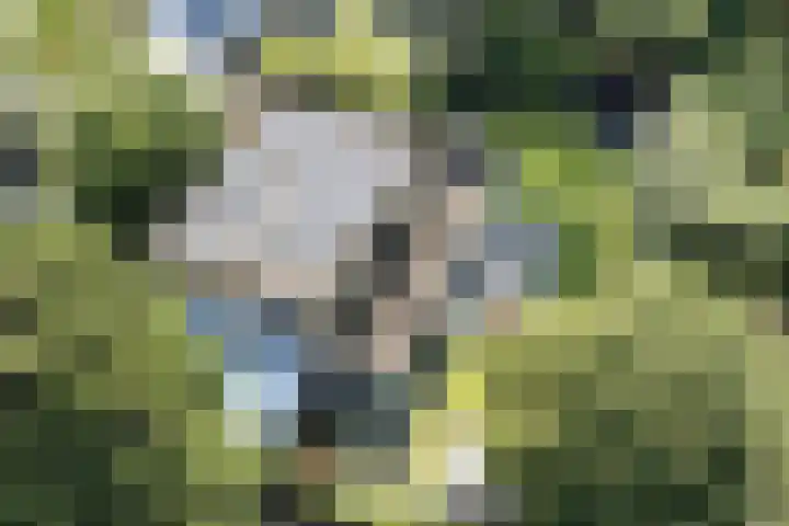 Joseph Bech-Nes 14 Bergen (NH) thumbnail 71