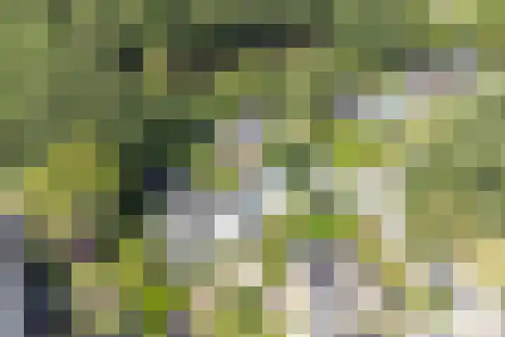 Joseph Bech-Nes 14 Bergen (NH) thumbnail 73