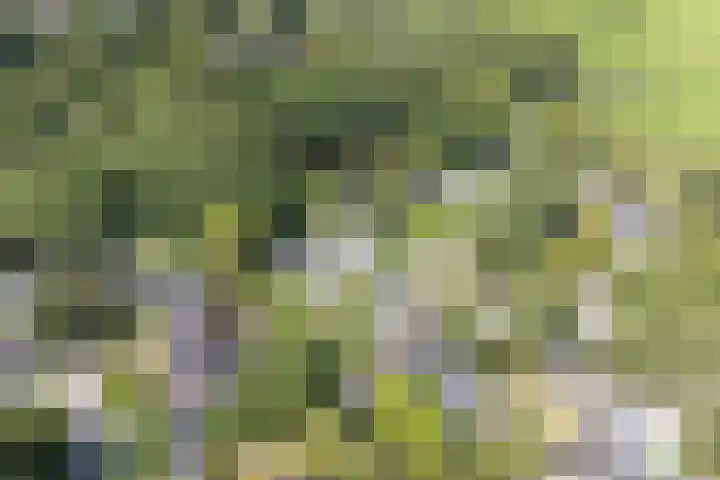 Joseph Bech-Nes 14 Bergen (NH) thumbnail 74