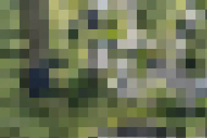 Joseph Bech-Nes 14 Bergen (NH) thumbnail 76
