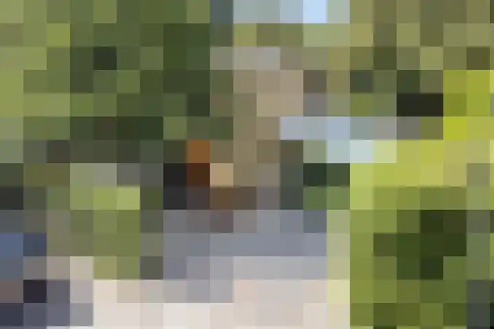 Joseph Bech-Nes 14 Bergen (NH) thumbnail 78