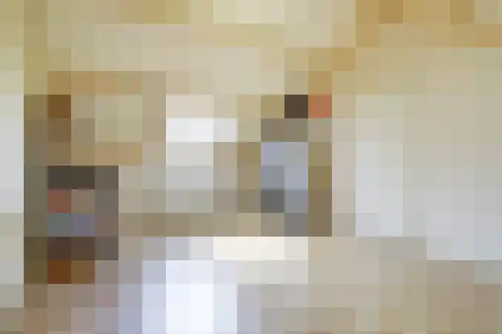 Joseph van Dingenenstraat 5 Hapert thumbnail 29