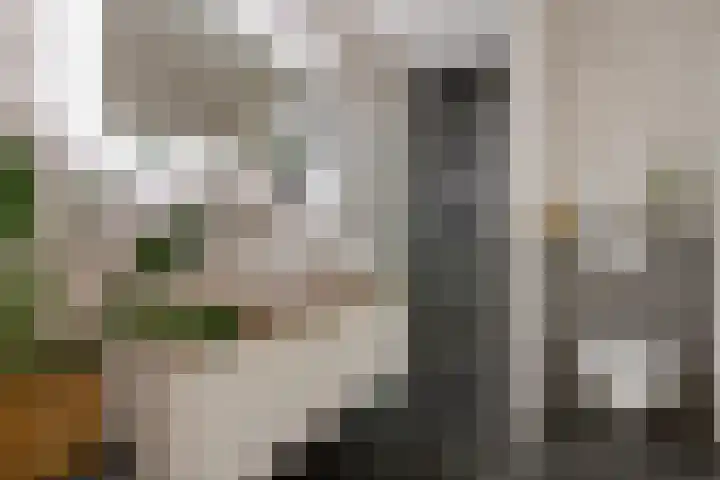 Josephus Swolfsstraat 65 Zaandam thumbnail 17