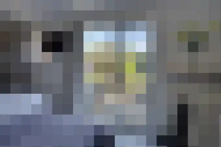 Josine Reulinglaan 1 Vlissingen thumbnail 72