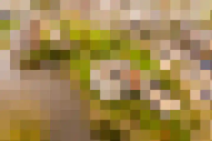Josine Reulinglaan 12 Vlissingen thumbnail 5