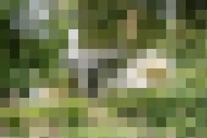 Jozef Israëlsweg 14 Bloemendaal thumbnail 45