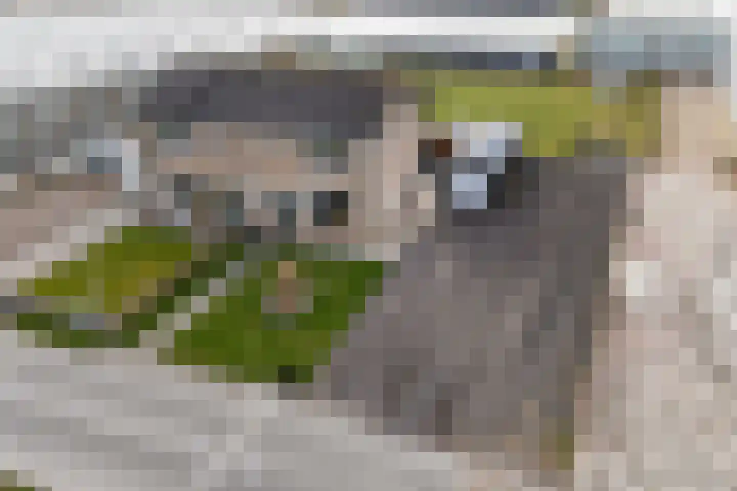 Juckemaleane 14 Sexbierum thumbnail 34
