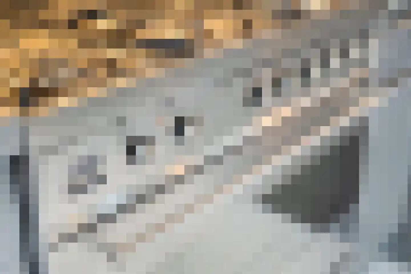 Juffrouw Clewitsstraat 21 Roden thumbnail 17