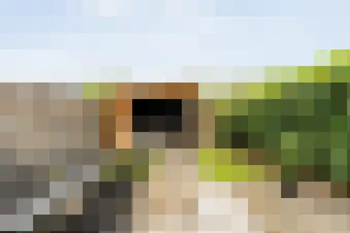 Juffrouw Schefferstraat 5 Bruchterveld thumbnail 25