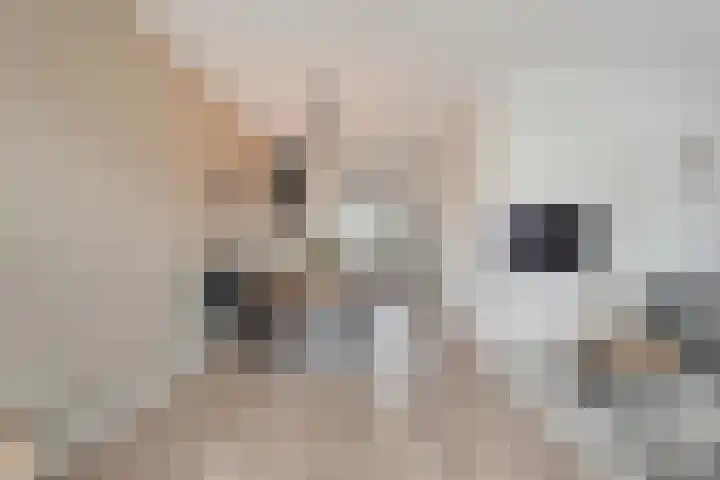 Juffrouw Schefferstraat 5 Bruchterveld thumbnail 8