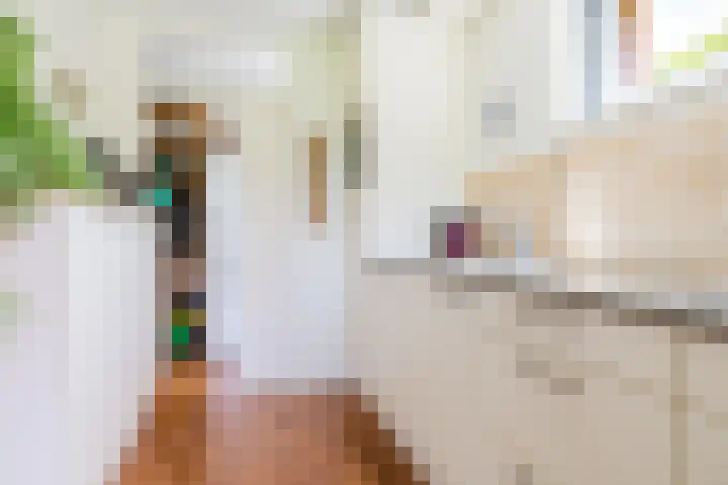 Jûkelburd 8 Ureterp thumbnail 31
