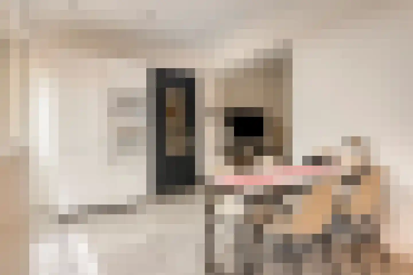 Juliana van Stolbergstraat 14 Terneuzen thumbnail 8