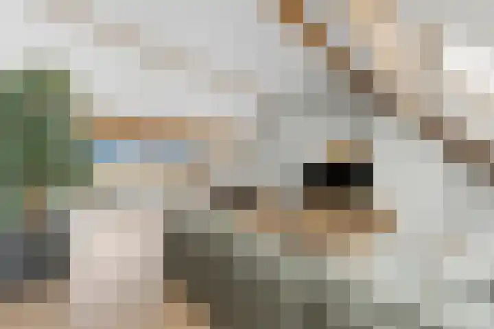Julianalaan 106 B Schiedam thumbnail 4