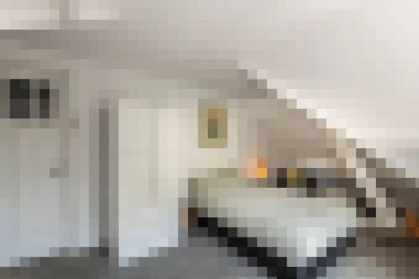 Julianalaan 113 Overveen thumbnail 49