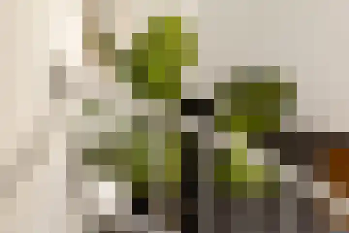 Julianalaan 135 De Rijp thumbnail 13