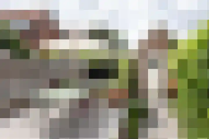 Julianalaan 14 Overveen thumbnail 29