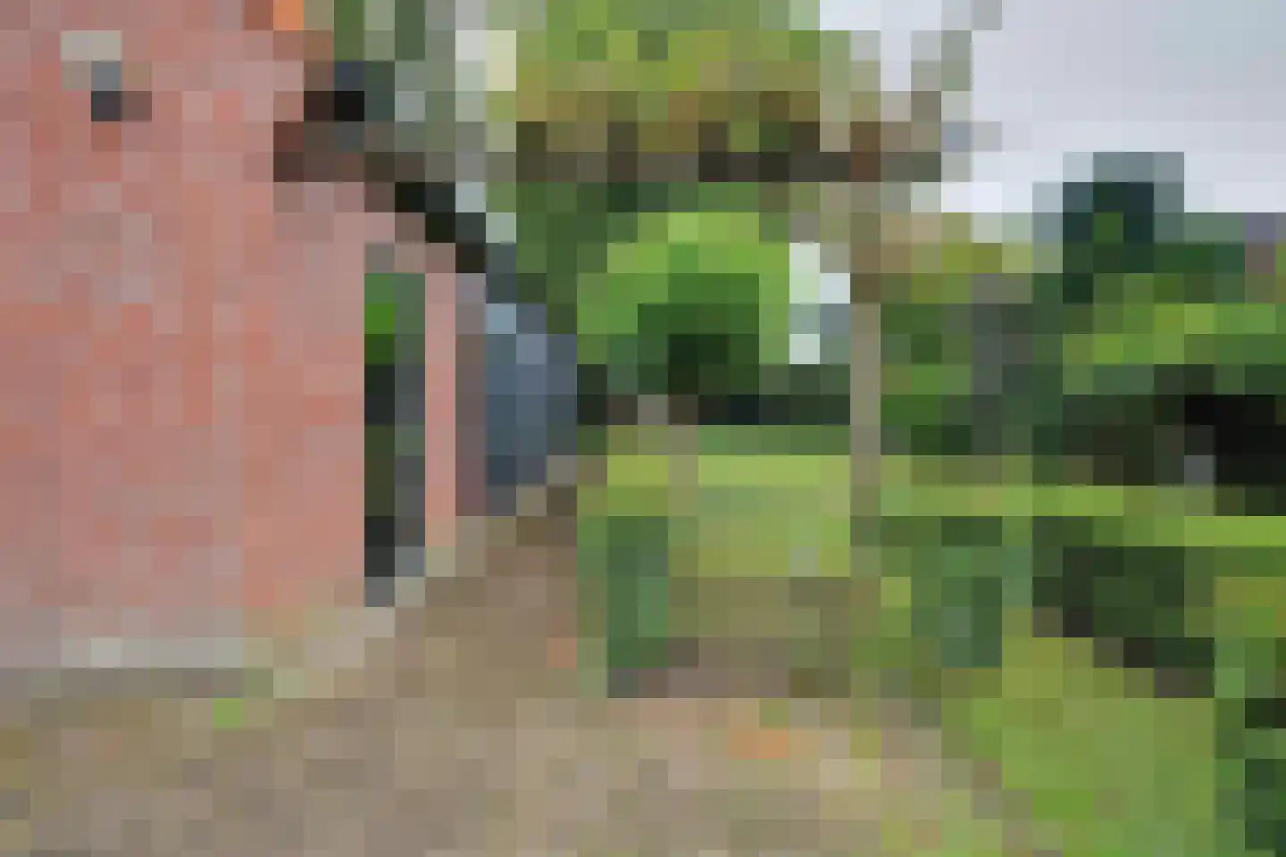 Julianalaan 16 's Gravenmoer thumbnail 60