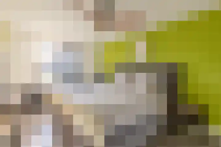 Julianalaan 161 De Rijp thumbnail 16