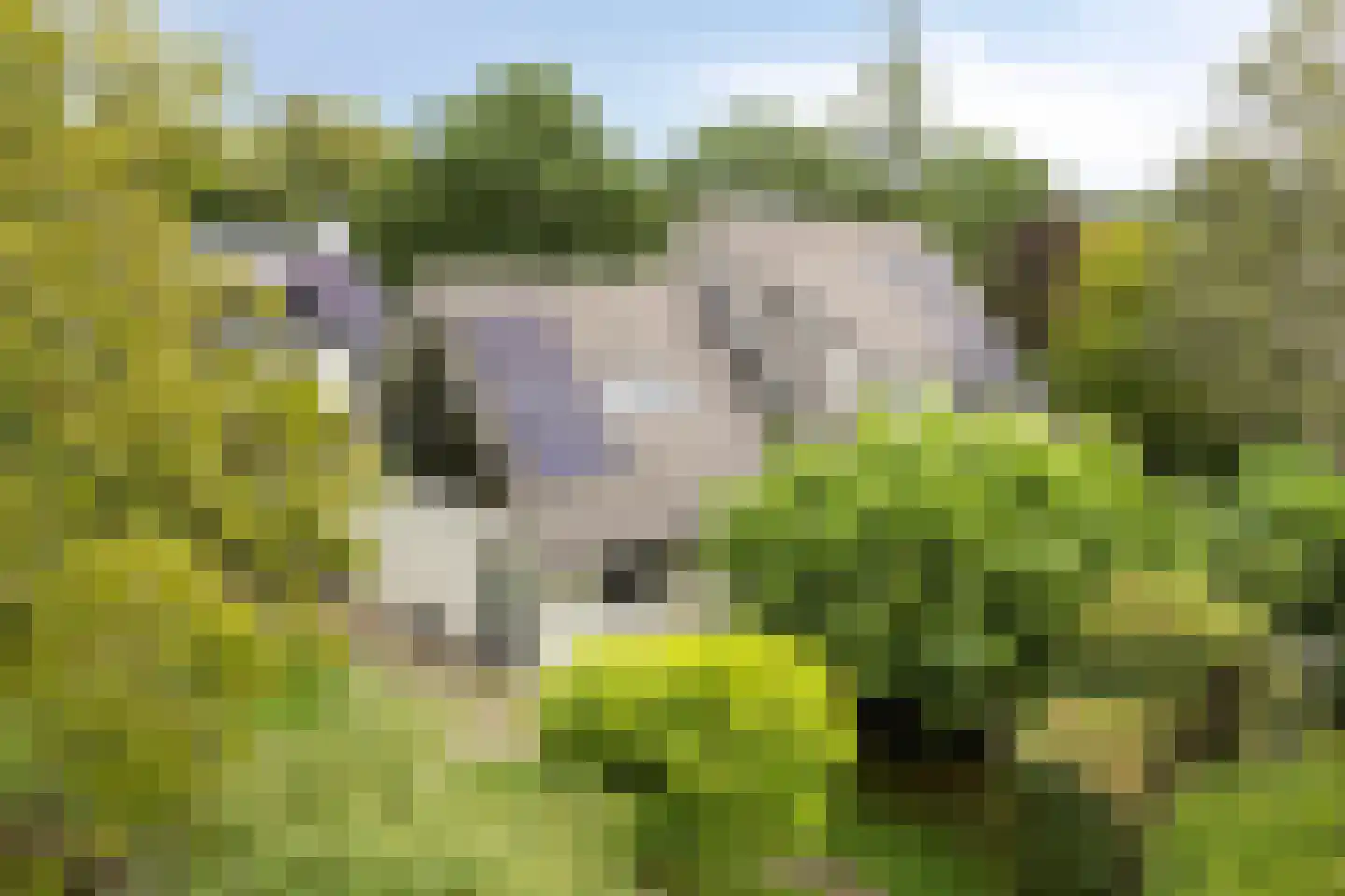 Julianalaan 21 Aarle-Rixtel thumbnail 51