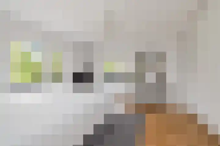 Julianalaan 36 Helmond thumbnail 39