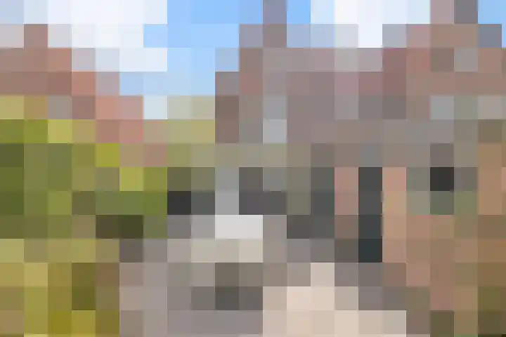 Julianalaan 36 Helmond thumbnail 55
