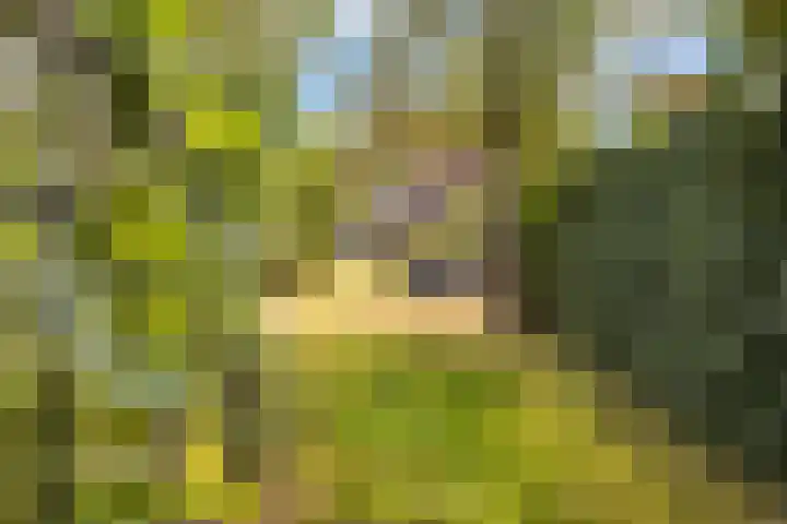 Julianalaan 36 Helmond thumbnail 63