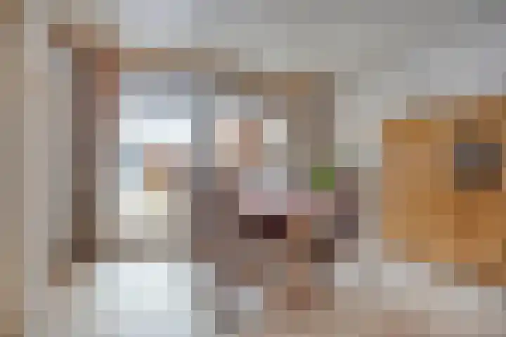 Julianalaan 71 Maasbracht thumbnail 8